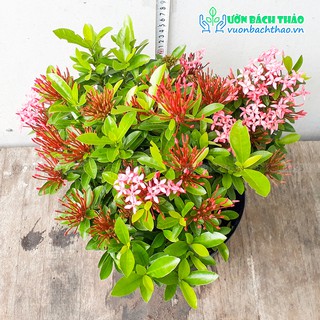 Cây trang thái trồng sân vườn