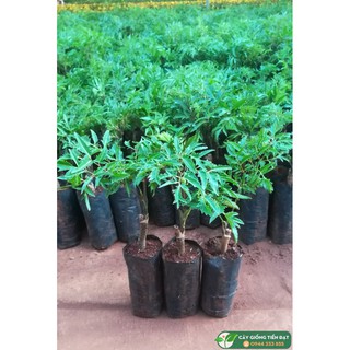 GIỐNG CÂY ĐINH LĂNG ta lá nhỏ