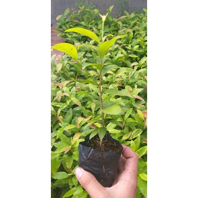 Combo 10 cây mai giảo con bông đẹp