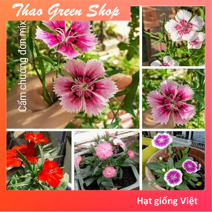 Hạt giống hoa Cẩm Chướng Mix 500 hạt