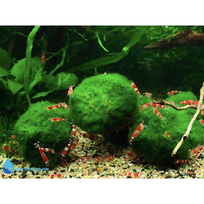 cầu rêu marimo - moss ball tảo cầu nhật bản - viên rêu cho tép