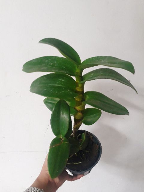 Hoa lan Denro lưỡi bò tím