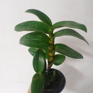 Hoa lan Denro lưỡi bò tím