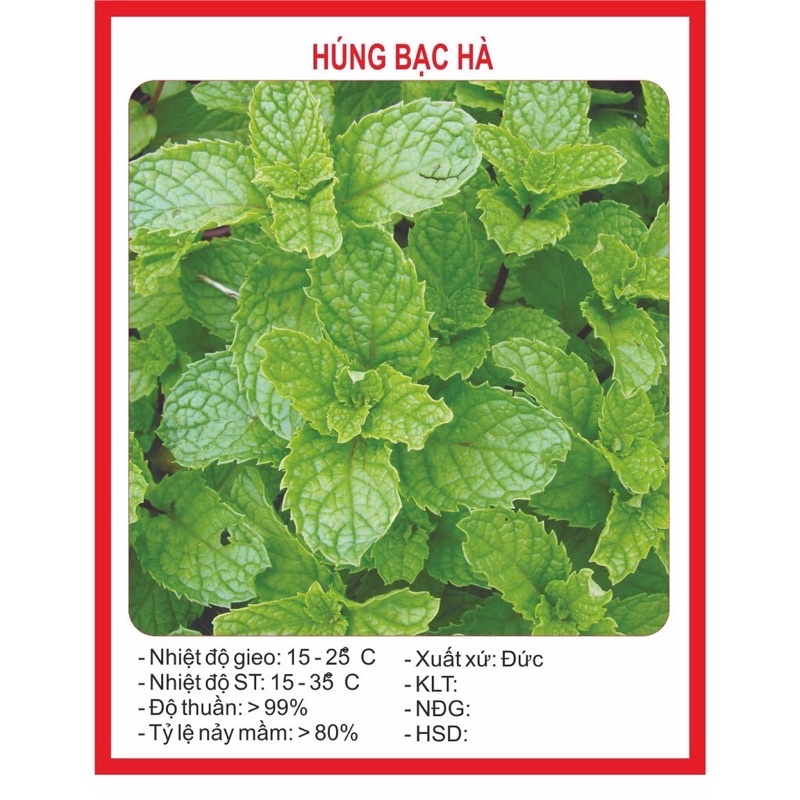 Hạt giống Húng Bạc Hà