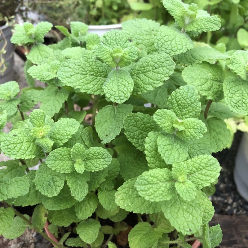 Bạc hà Táo| Dâu| Cam| oải hương (APPLE MINT-STRAWBERRY MINT-ORANGE MINT-LAVENDER MINT)