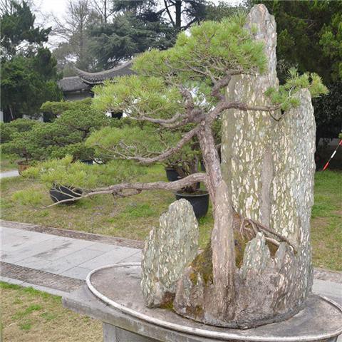 Hạt giống thông Osaka Thông ngũ kim Nasu Thông ngũ kim Các loại Hạt thông giá cực rẻ và tỷ lệ nảy mầm siêu cao 98% 10h