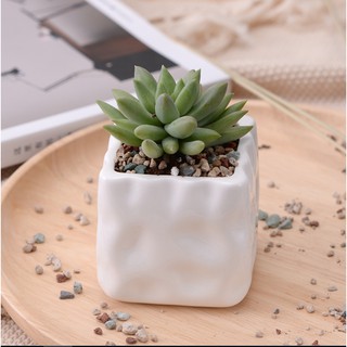 Chậu gốm trắng vuông trồng sen đá - Chậu Trồng cây nhỏ BJ106