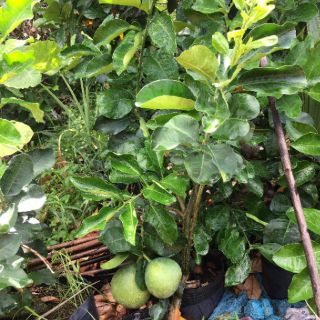Cây 🌲 Bưởi Da Xanh đang trái