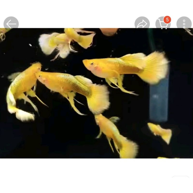 3 cặp full good rb