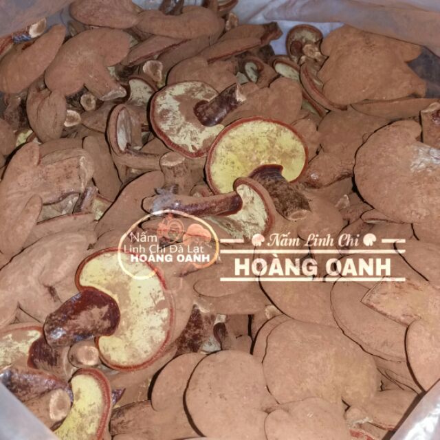 Nấm Linh Chi Đỏ còn nguyên bào tử 500g - Hồng Chi Đà Lạt | BigBuy360 - bigbuy360.vn