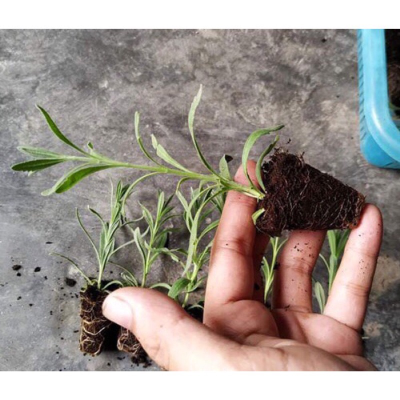 Hạt Giống Hoa Oải Hương 4 mùa/Lavender,Gói 100 Hạt Hoa Oải Hương Giống Khỏe tỉ lệ nảy mầm rất cao