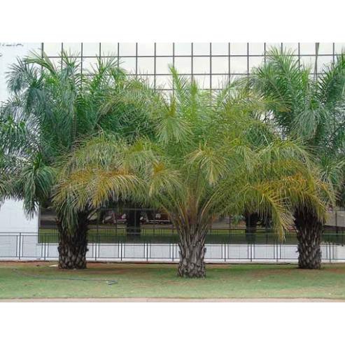 CÂY CỌ CẢNH SIÊU ĐẸP, THANH LỌC KHÔNG KHÍ VÀ MANG LẠI TÀI LỘC CHO GIA CHỦ