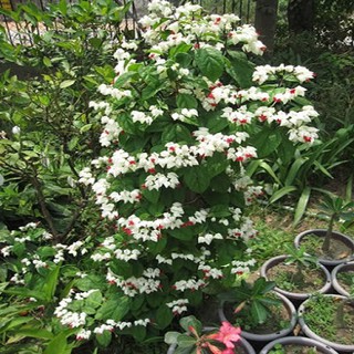 Cây hoa ngọc nữ đang ra hoa khỏe đẹp