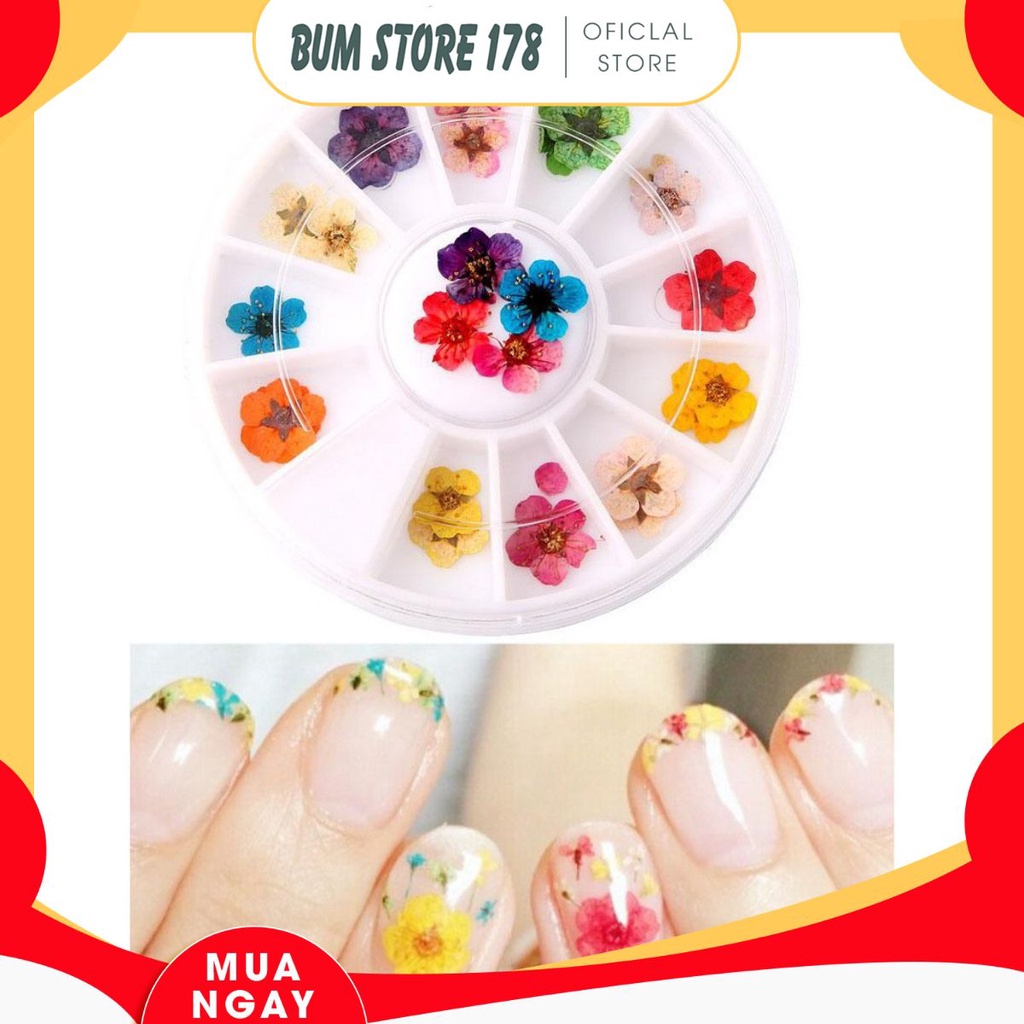 Khay 12 loai Hoa khô trang trí móng 3D