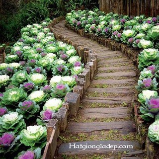 Hạt Giống Hoa Bắp Cải