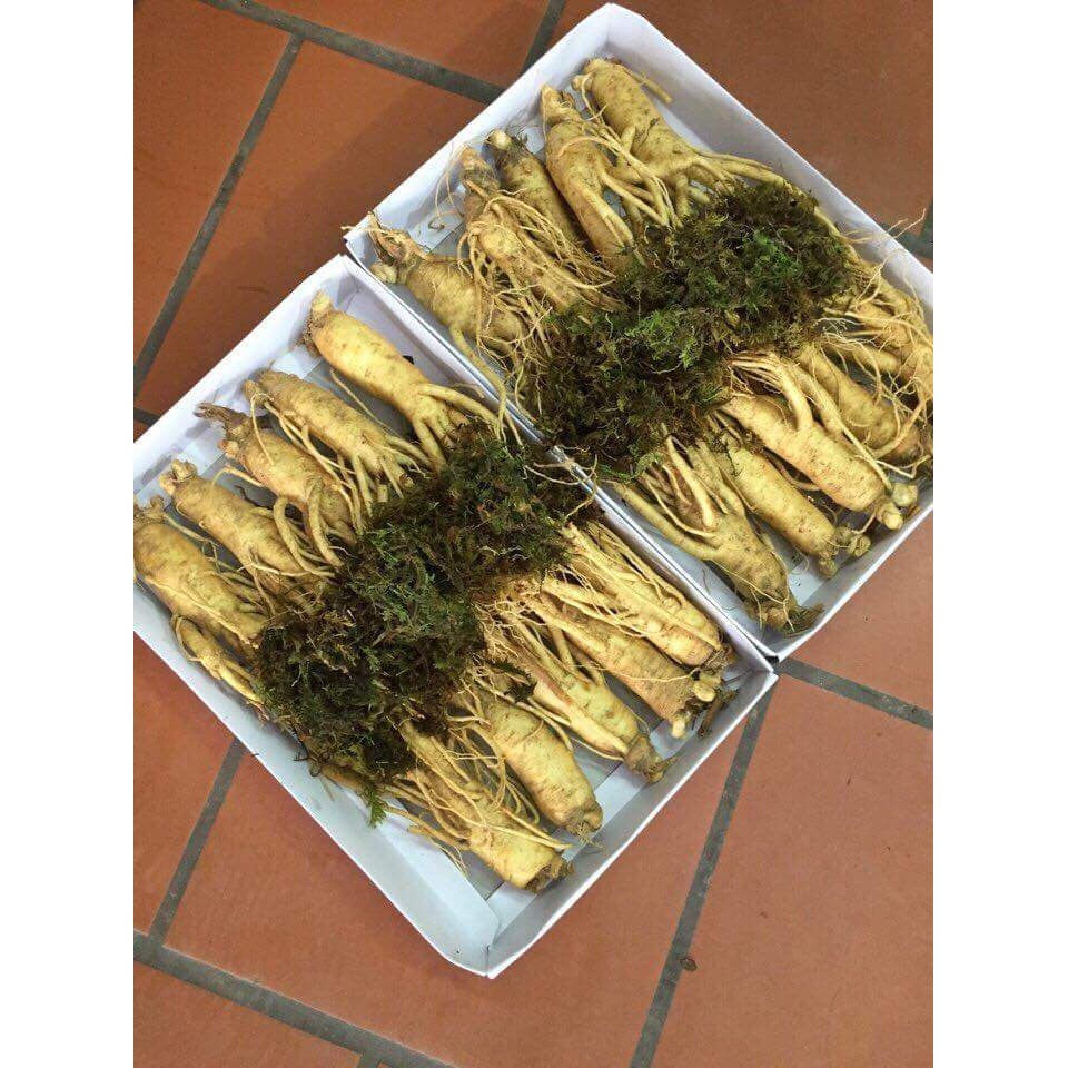SÂM TƯƠI HÀN QUỐC 10 CỦ 1 KG