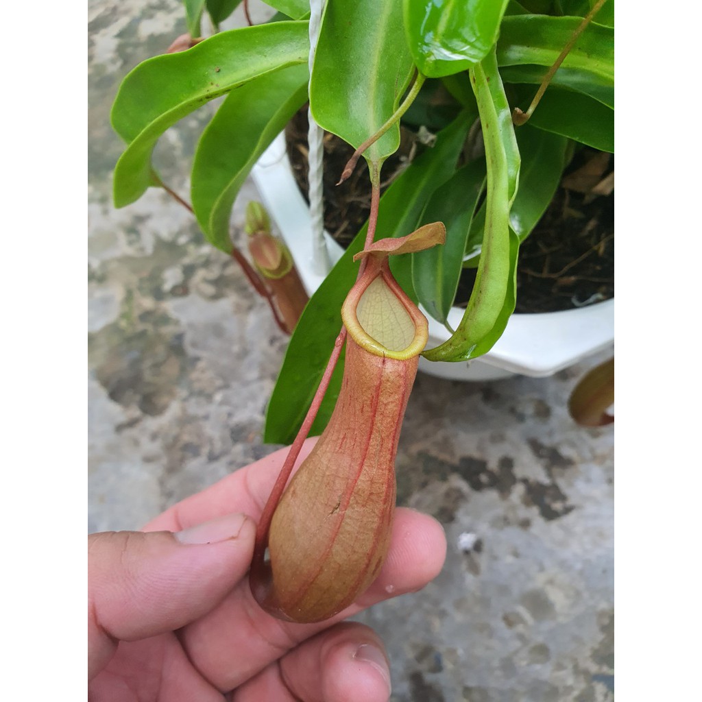 Caykiengsadec cây ăn thịt