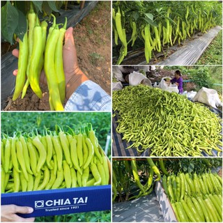 [ HG Mai Nguyễn] Hạt giống ớt trắng Mia F1- Ớt huế cây chuẩn giống nảy 99%