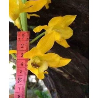 Củ Địa Lan Luân rừng