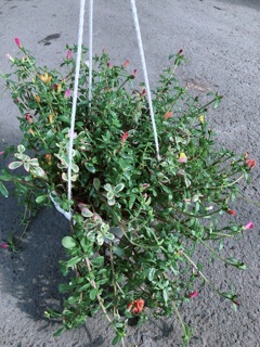 Chậu Hoa Mười Giờ Sam