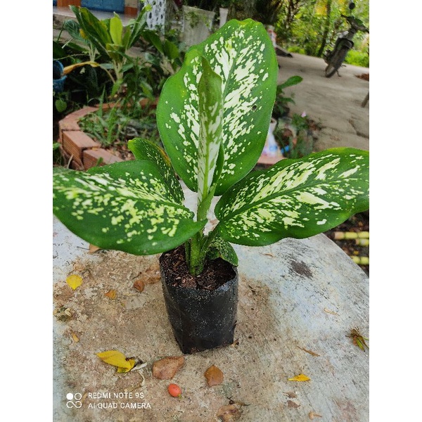 Cây Vạn Niên Thanh🌴 Giá cực rẻ..GIÁ BÁN CẢ CHẬU ĐẤT ☘️
