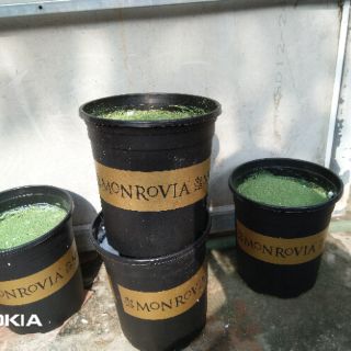 Chậu nhựa trồng cây giả, có sẵn xốp cắm