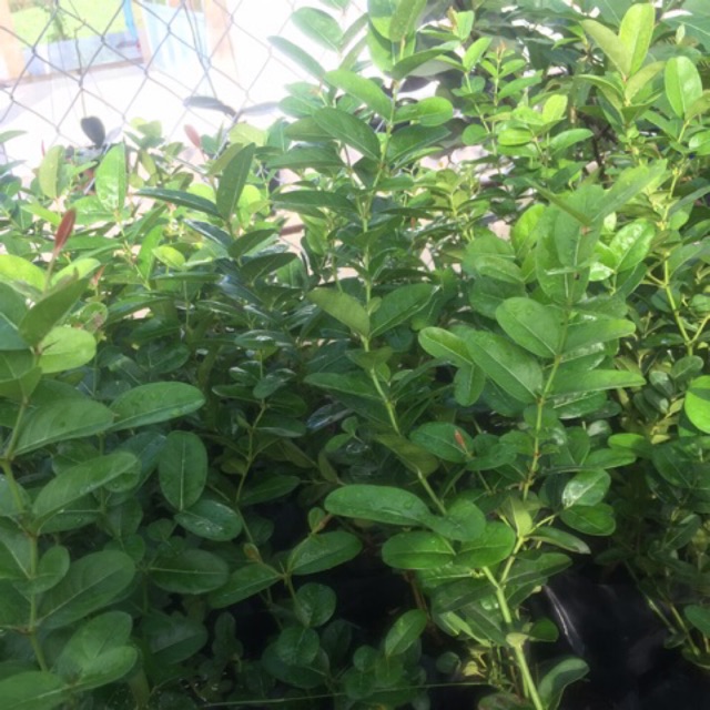 cây giống si rô