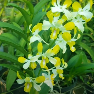 HOA LAN DENDRO NẮNG - THƠM BANANA