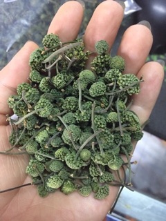 Nụ Tam Thất Bao Tử 700g