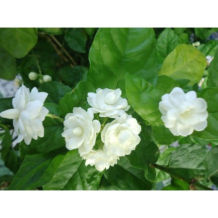 Cây hoa lài ta, cho hoa thơm trang trí sân vườn - Arabian Jasmine-UtNho