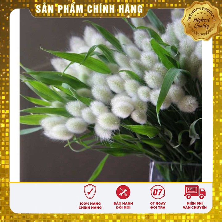 Hạt Giống Cỏ Đuôi Thỏ 50gr