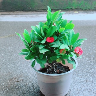 Xương Rồng Bát Tiên