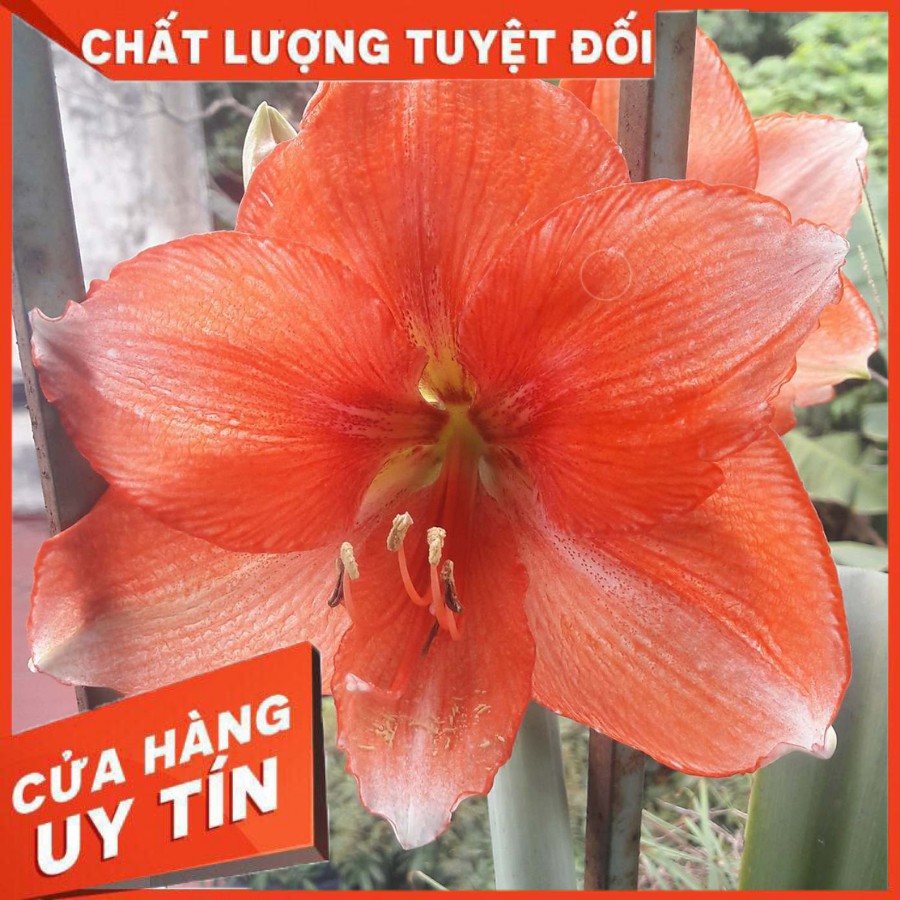 Củgiống lan huệ cánh kép 🛑NHIỀU MÀU 🛑 Chuẩn giống
