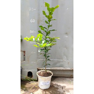 Cây Giống Chanh Chúc