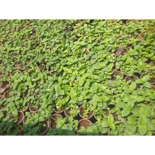 Rau Quế Vị (cây xá xị)