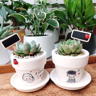Sen đá MIX CHẬU VẼ để bàn