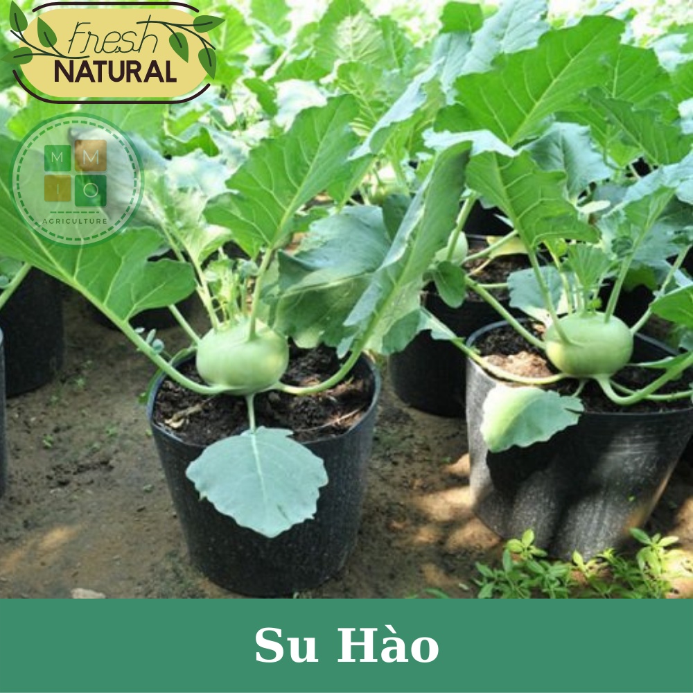 Hạt giống su hào xanh chịu nhiệt