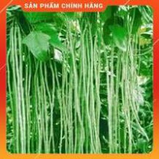 HẠT GIỐNG ĐẬU ĐŨA CAO SẢN