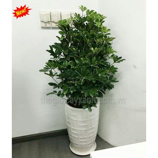 Chậu Ngũ Gia bì lớn