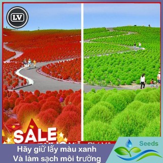 Hạt Giống Cỏ Đổi Màu - 50 Hạt Hạt giống Long Vũ