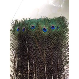 🦚 LÔNG CÔNG TỰ NHIÊN - THU HÚT Tiền BẠC