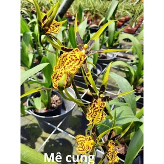 Vũ nữ các loại trưởng thành hoa tết