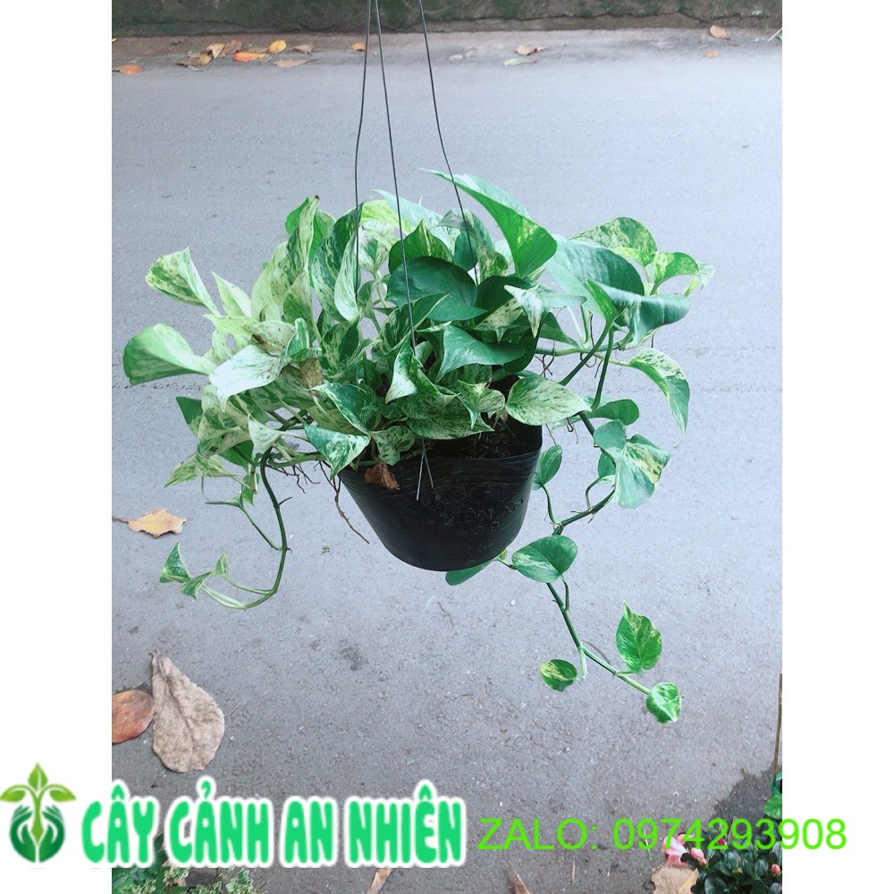Chậu Trầu Bà Sữa Treo