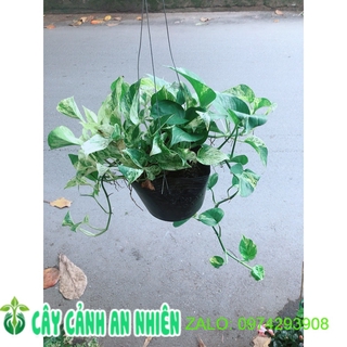 Chậu trầu bà sữa treo