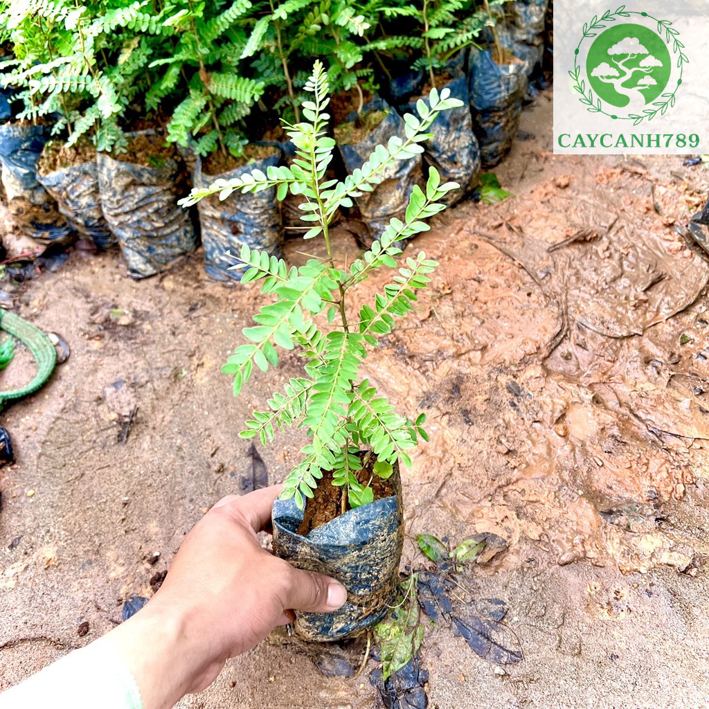 cây giống bồ kết cao 50cm.