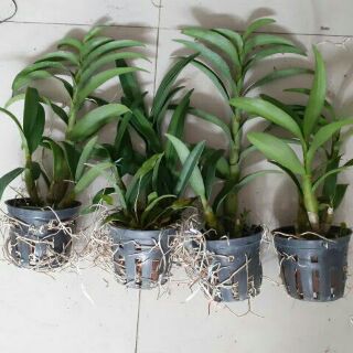 Lan denro nắng Banana hoa thơm