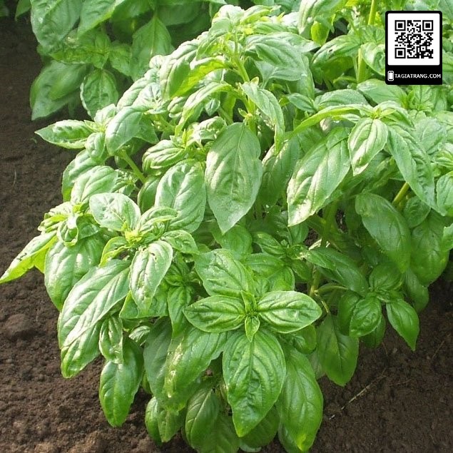 Hạt giống húng tây (sweet basil) - Gói 1gr