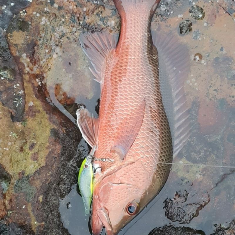 Mồi Câu PL Fishing Dw50 14.7g 110mm Floating Minnow