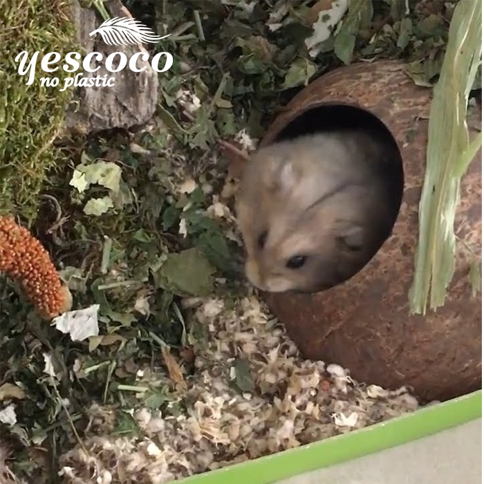 Nhà Hang Chuột Hamster gáo dừa tròn 1 cửa || Xưởng gáo dừa Coco_decor