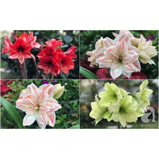 Củ hoa lan huệ siêu đẹp,củ baby chuẩn màu